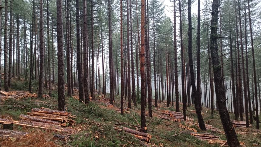 Thinning operation in Ponteils-et-Brésis (30) - ASEV Project
