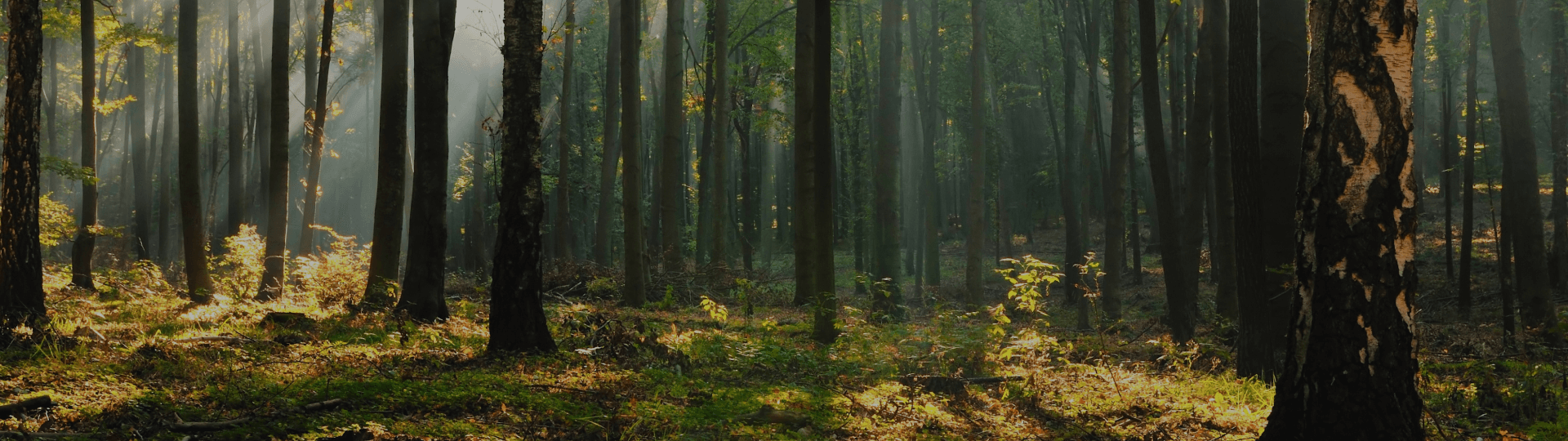 Forêt de Saint-Gaudens