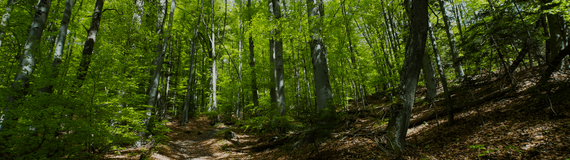 Fibre Excellence enviroFORESTERIE, a sustainable forest management