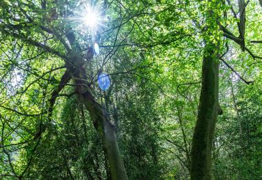 International Day of Forests